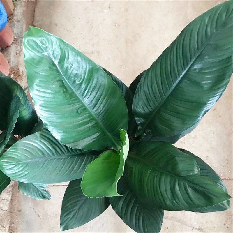 绿巨人盆栽室内客厅大型植物万年青大叶白掌吸甲醛绿植办公室盆景