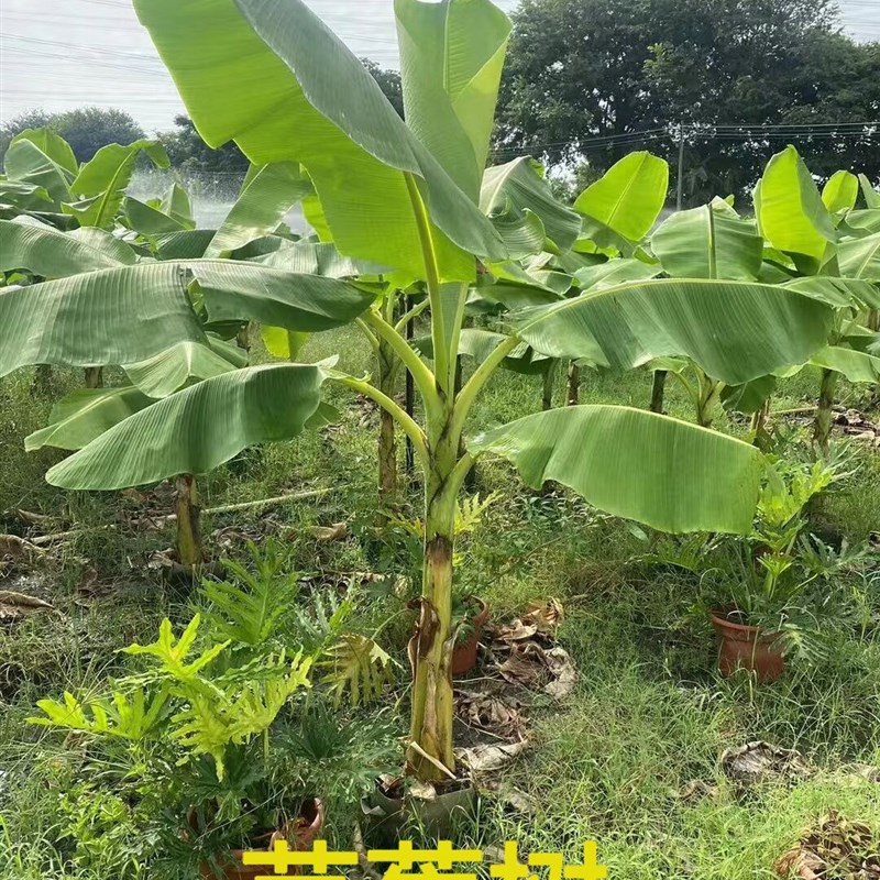 芭蕉树苗盆栽适合耐寒暴晒植物工程绿化绿植大型庭院花园观叶盆景