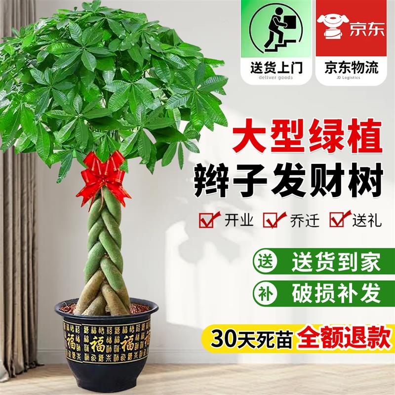 辫子发财树客厅盆栽大型绿植室内招财树办公室乔迁开业落地真植物