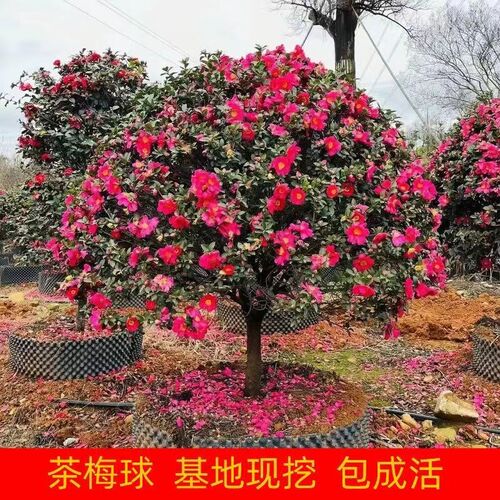 精品茶梅树苗球庭院别墅花苗四季盆栽园林绿化带小苗高杆大树工程