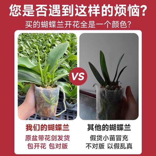 蝴蝶兰花苗带花剑带花苞盆栽兰花大苗客厅室内植物花卉四季好养活