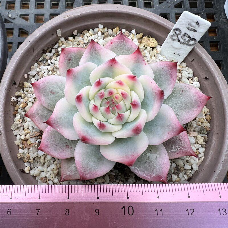 吉娃娃锦 大颗覆轮锦 肉肉多肉植物小盆栽绿植花卉 锦 一物一拍!
