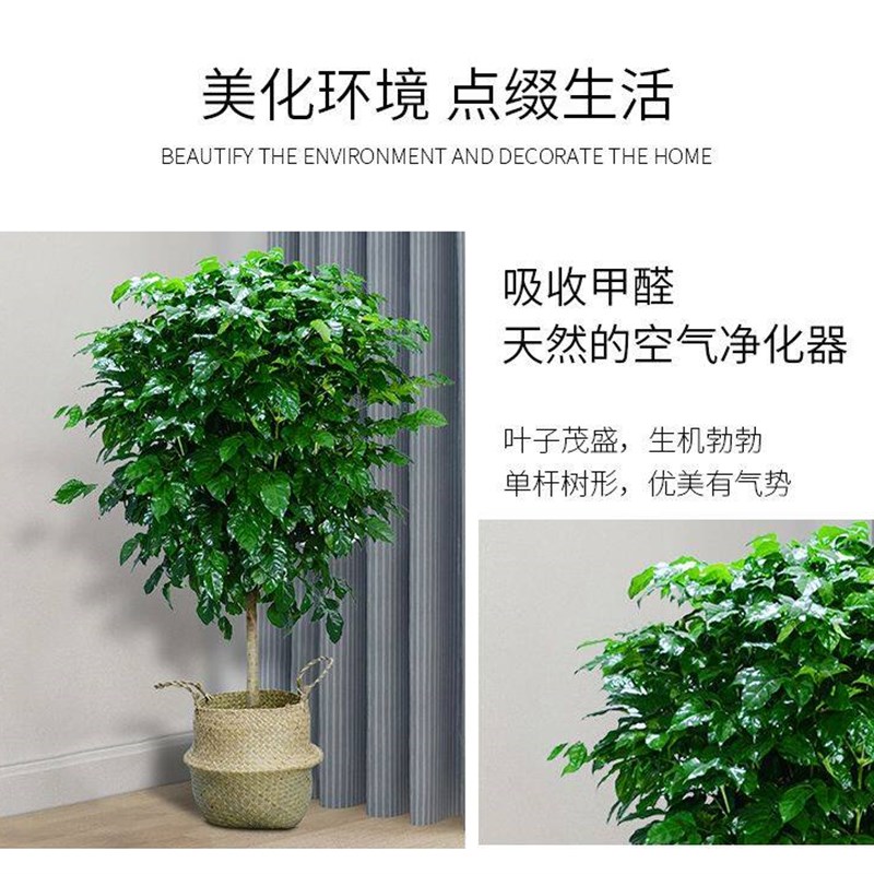 独杆棒棒糖幸福树客厅盆栽大绿植办公室内四季常青好养发财树植物