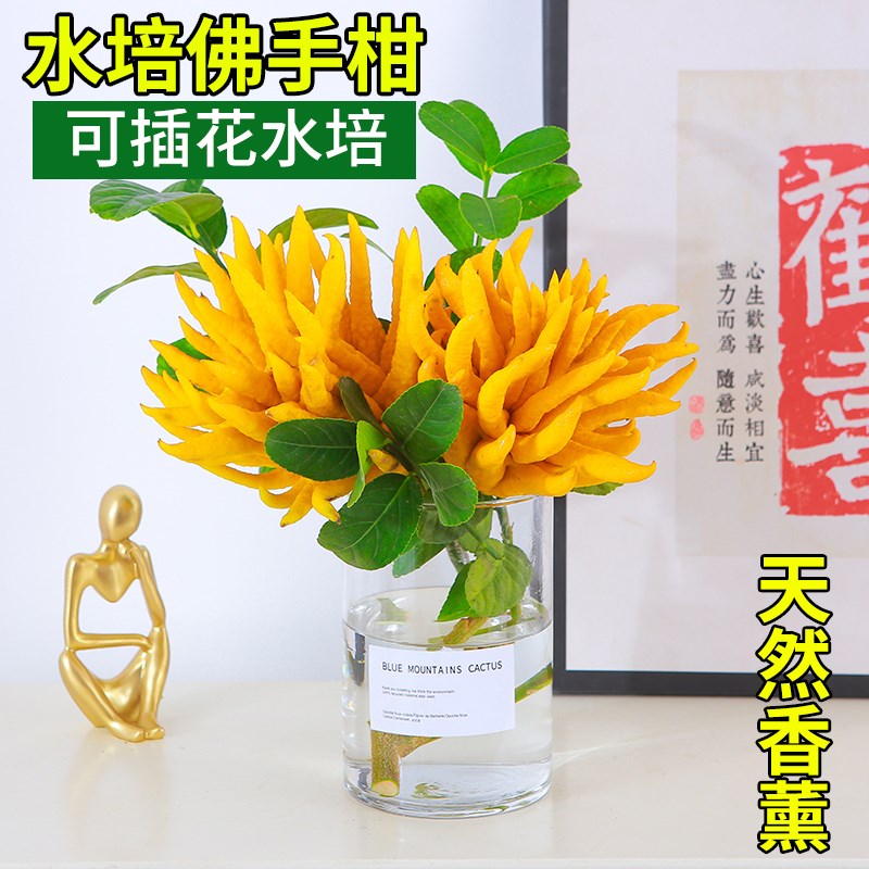 水培植物带果佛手柑室内水养新鲜佛手瓜绿植盆栽插花闻香