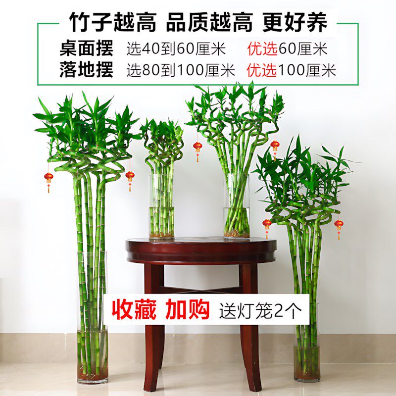 富贵竹转运竹水培植物室内桌面绿植盆栽净化空气弯竹水养带根