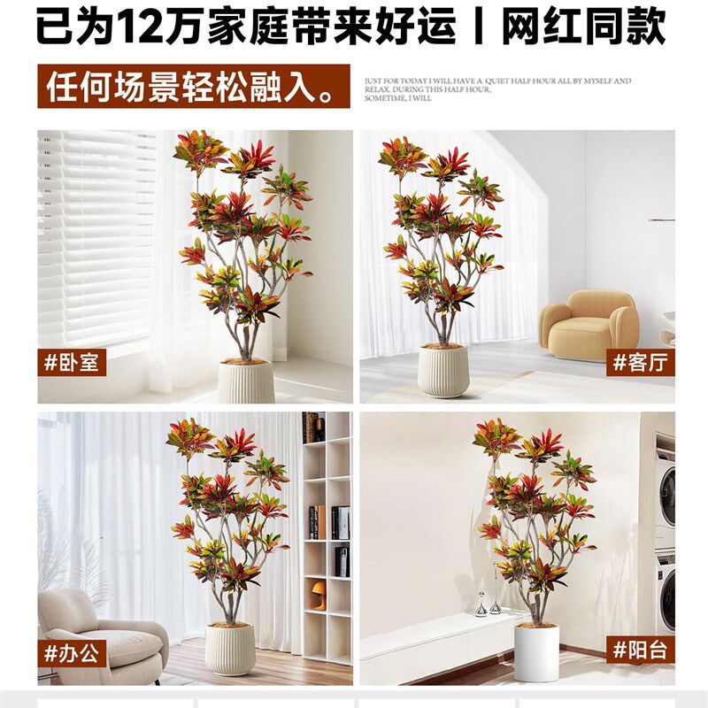 大型绿植室内变色木盆栽客厅真树旺宅好养七彩变叶木四季造景花卉