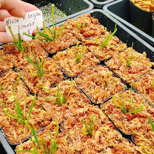 【Alicia X Leigha Simone】杂交瓶子草 食虫植物 趣味绿植盆栽