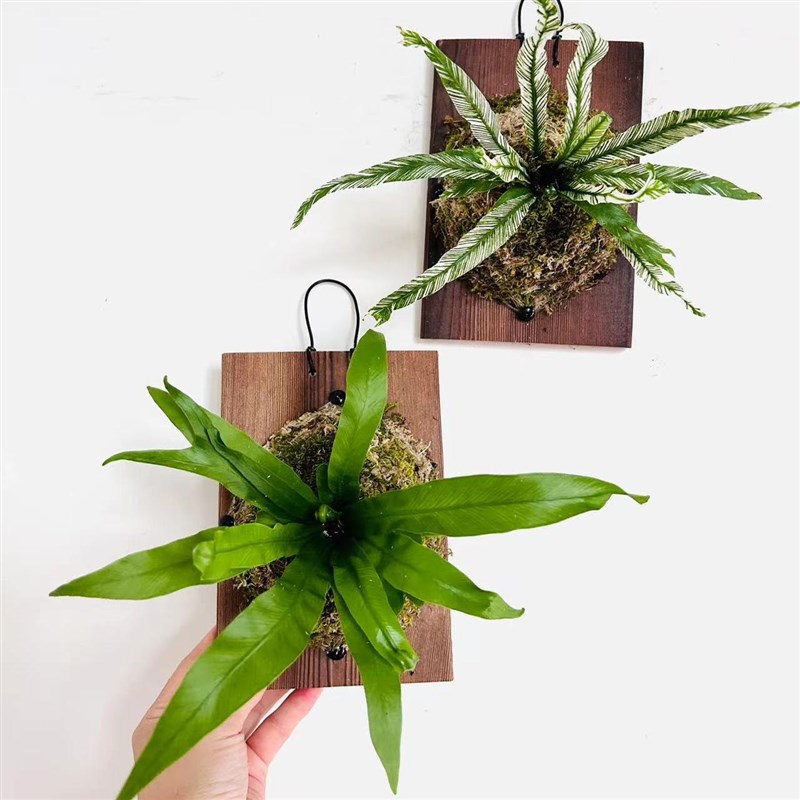 花叶白锦鸟巢蕨白月光挂板挂墙绿植苔藓蕨类植物盆栽水培垂吊壁挂
