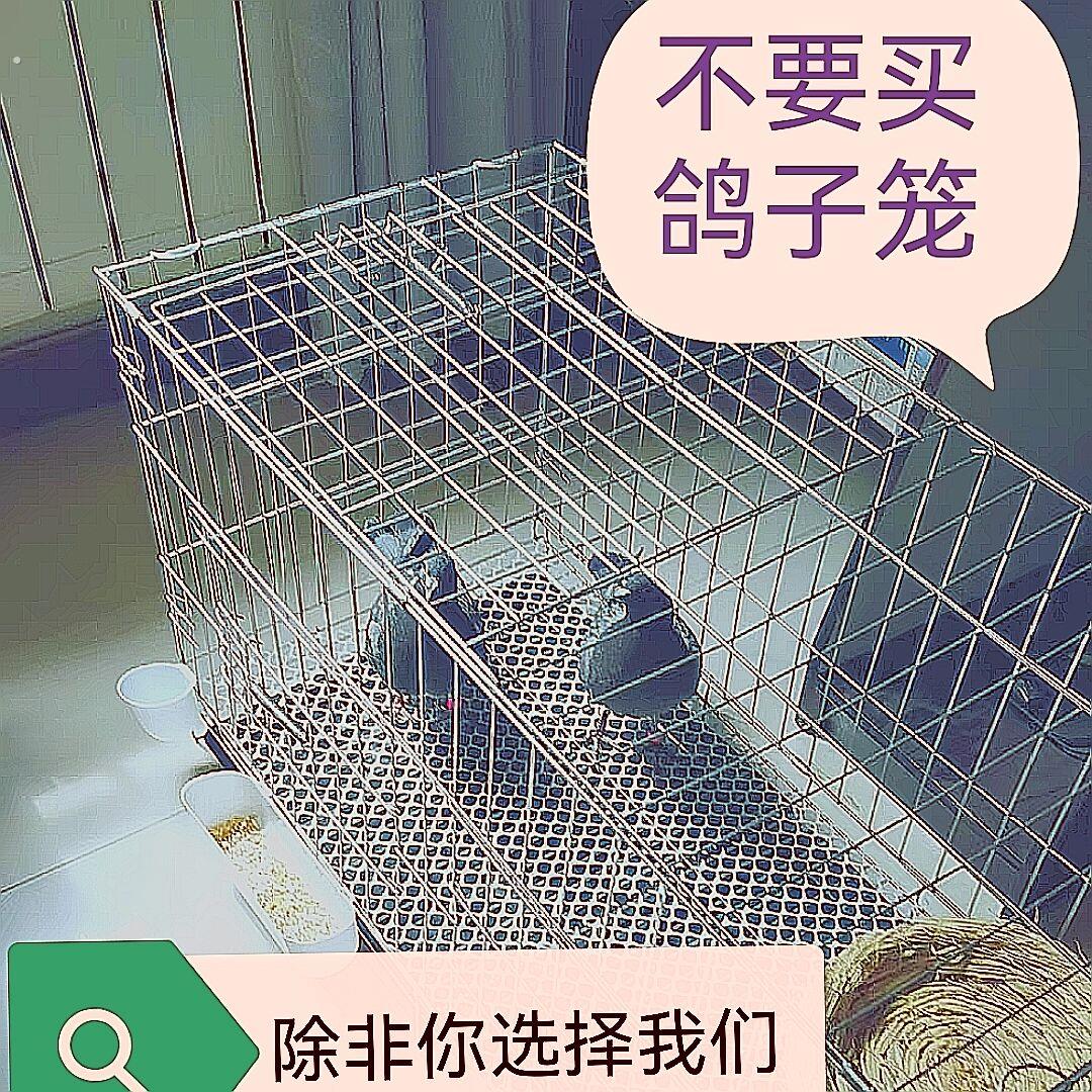 鸽子笼养鸽子专用笼养殖笼家用繁殖笼配对笼大号新型鸽舍鸽子笼子