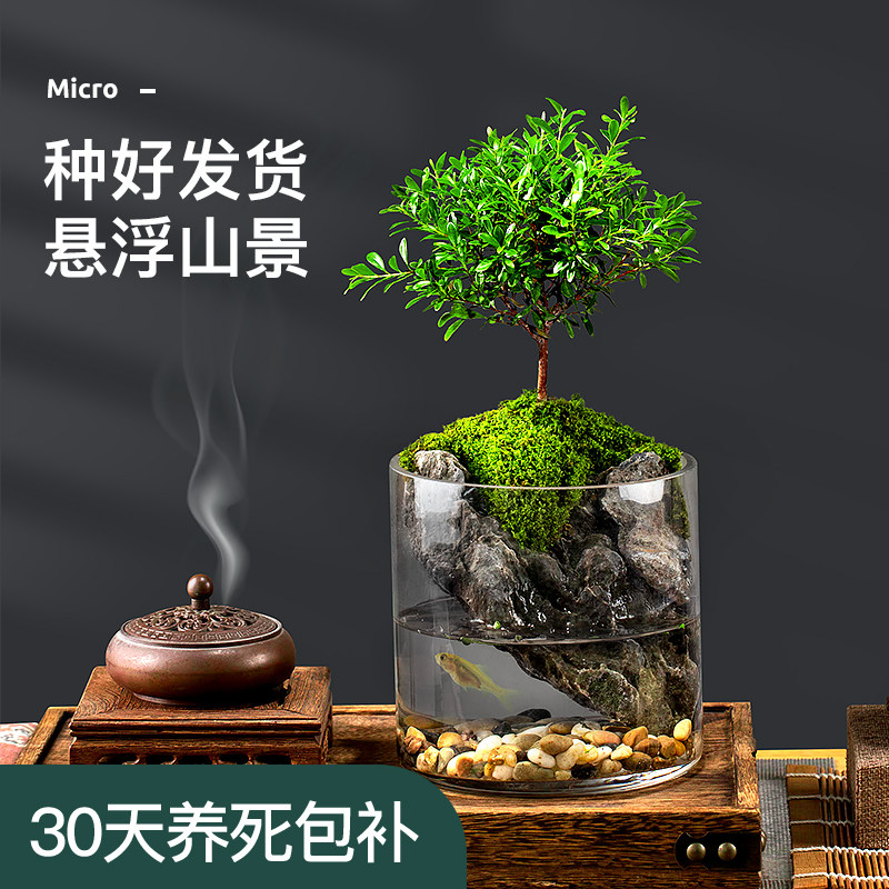 小叶赤楠盆景客厅办公室内桌面微景观苔藓绿植九里香盆栽四季花卉