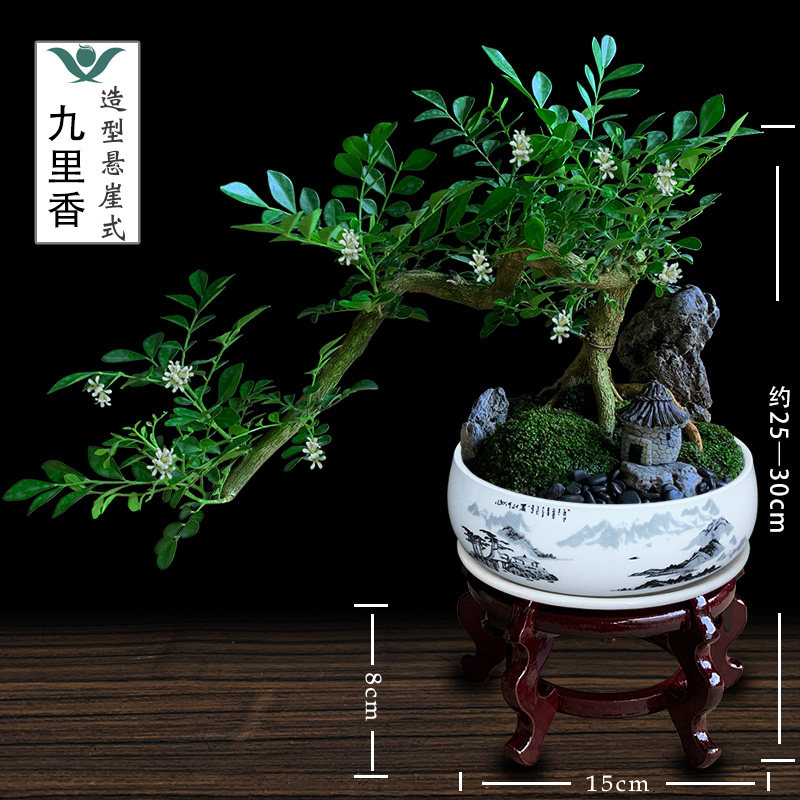 九里香盆栽老桩悬崖盆景开花植物室内客厅吸甲醛好养绿植桌面花卉