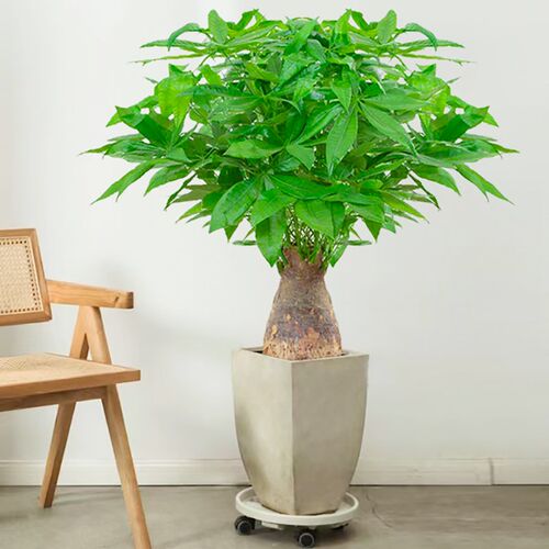 老桩发财树盆栽室内招财树绿植客厅旺宅吸甲醛植物办公室乔迁送礼