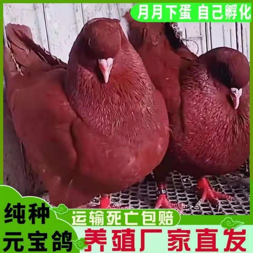 元宝鸽纯种鸽子活物一对特大型落地王种鸽子活体肉鸽信鸽观赏特价