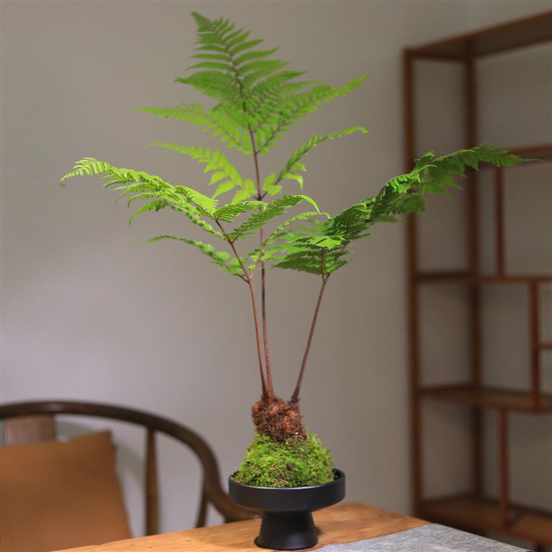 苔藓球绿植蕨类红磷蕨水培植物茶室客厅桌面小盆栽老桩盆景摆件