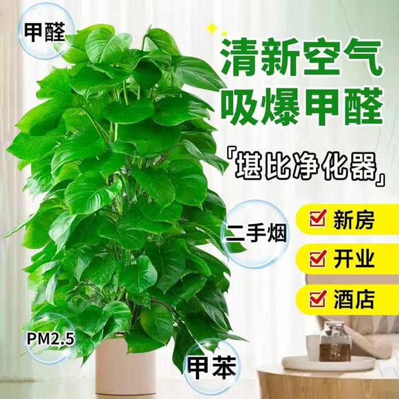大叶绿萝柱盆栽办公室内植物客厅大型绿植四季常青绿箩吸甲醛新房
