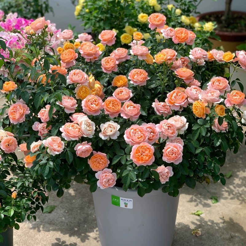 灌木欧月果汁阳台月季大苗玫瑰花苗盆栽大花欧月浓香阳台花卉