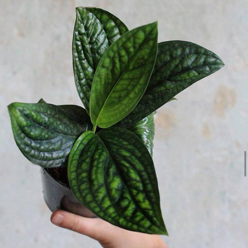墨西哥龟背 泰国绿萝 Epipremnum Marble planet 室内绿植盆栽