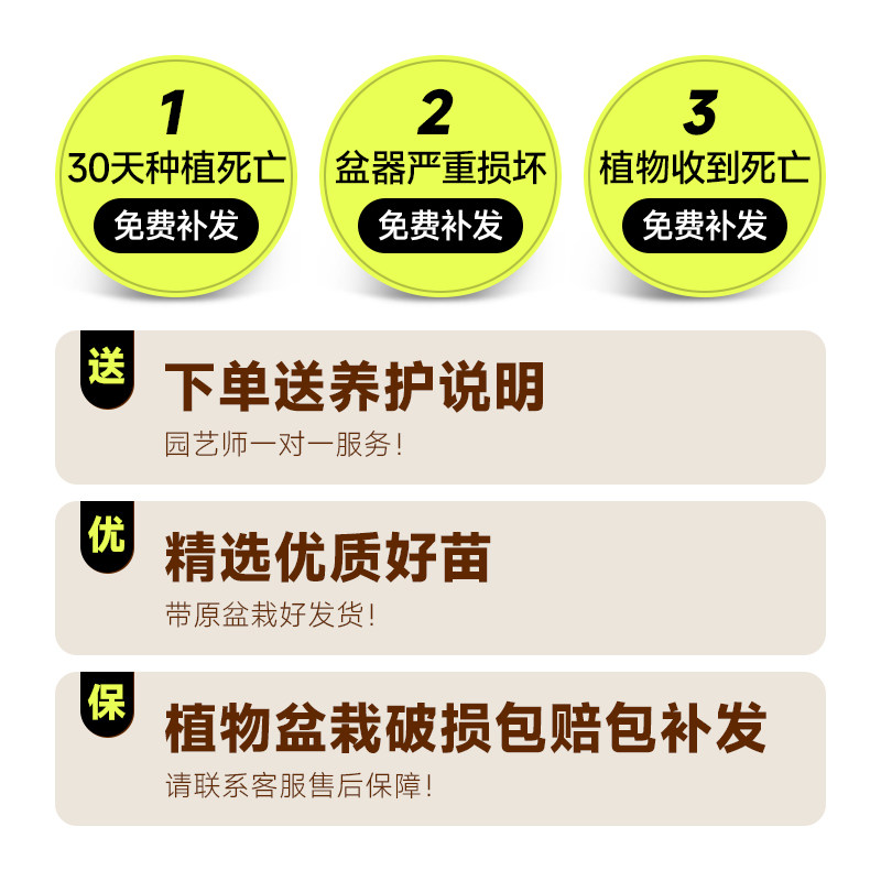 发财树客厅大盆栽大型绿植室内真花卉植物办公室盆景乔迁开业送礼