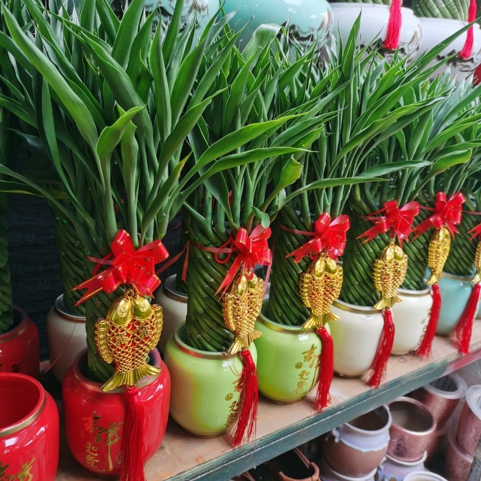 编织富贵竹水培植物花卉水养发财转运竹客厅室内带根盆栽大型绿植