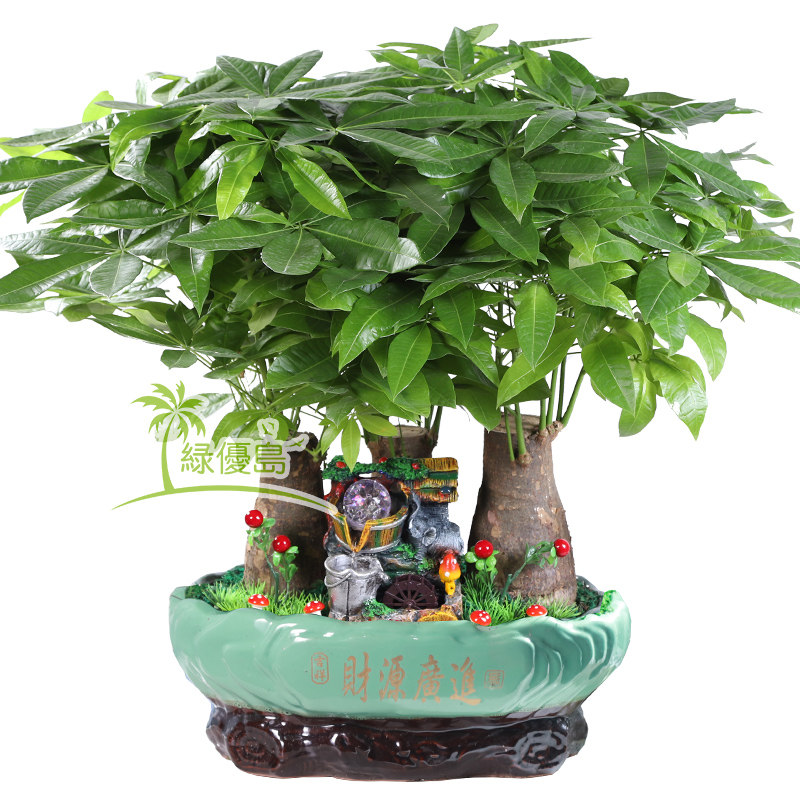 发财树盆景办公室内大型流水机盆栽绿植物花卉金钱开业桌面大花盆