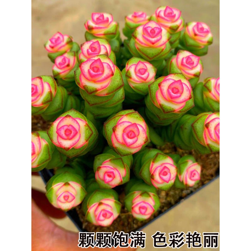 彩色钱串子盆栽多肉植物室内懒人好养花卉钱串子多头罕见肉肉老桩