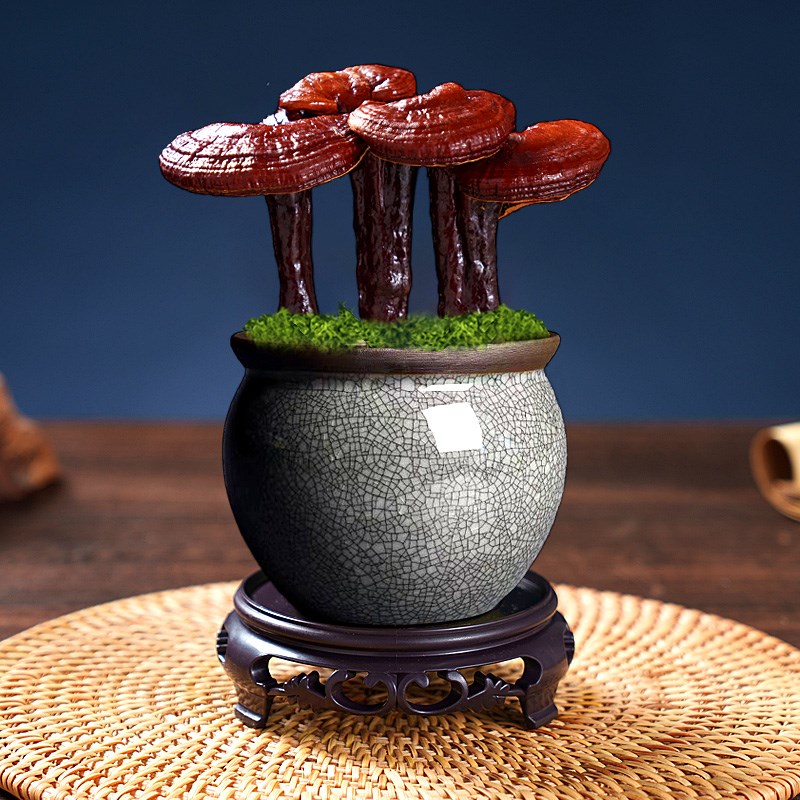高端灵芝盆景真灵芝招财盆栽桌面摆件办公室小盆栽室内植物送礼