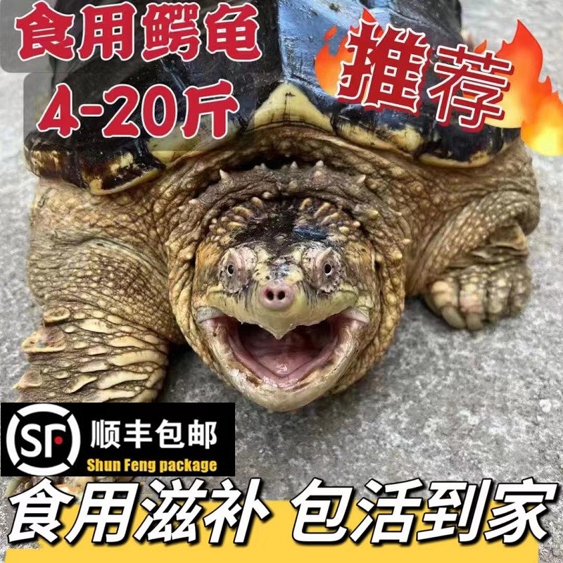 鳄鱼鳄北美鳄龟 活体大乌龟食用龟人工养殖大鳄龟小鳄龟鳄龟肉