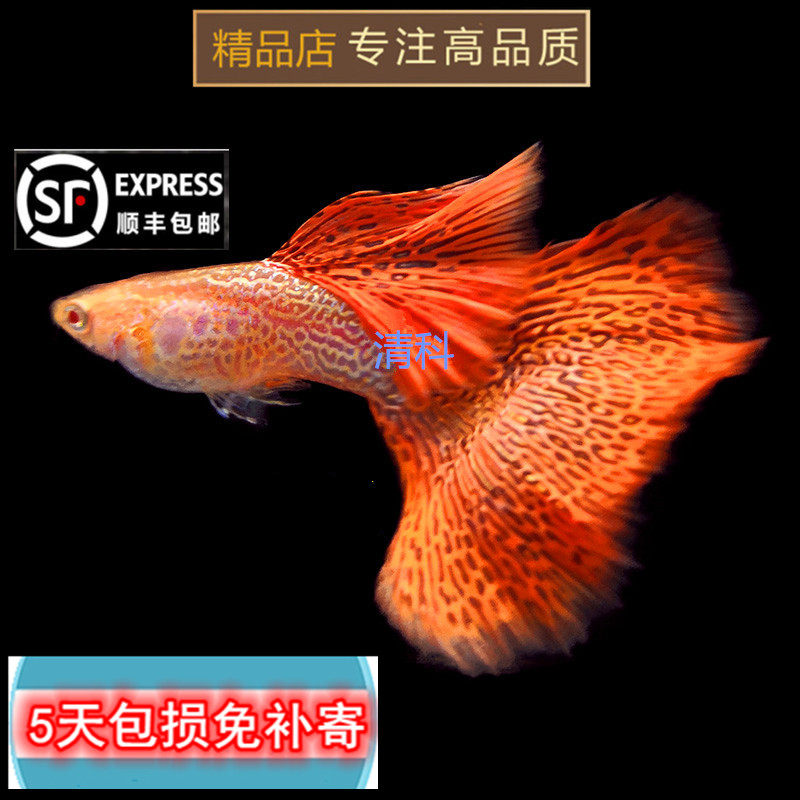 观赏鱼孔雀鱼热带鱼活体鱼红蕾丝白子孔雀鱼纯种鱼苗包邮小型鱼