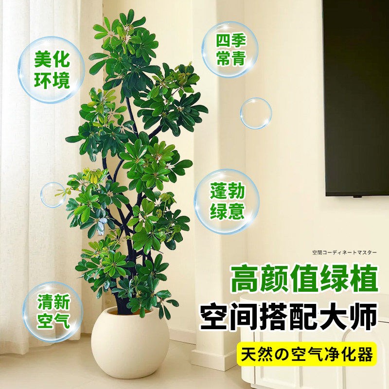 送货上门 造型鸭脚木客厅大盆栽高端鸭掌木室内乔迁大型落地绿植