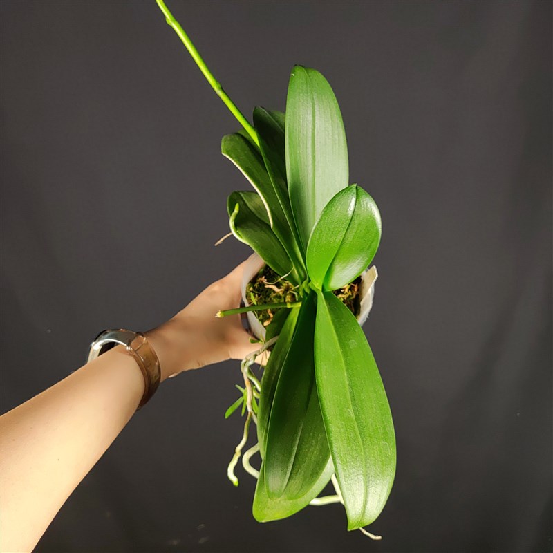【零度生物】七仙女原生蝴蝶兰浓香型续花兰花盆栽兰花苗新手好养