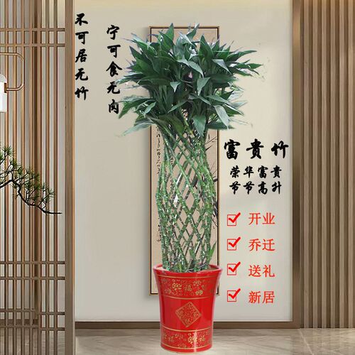 富贵竹笼盆栽大型绿植转运竹室内客厅办公室植物洒店开业乔迁送礼