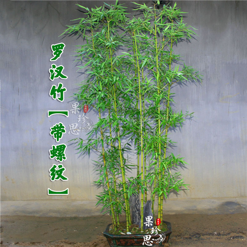 四季青罗汉竹苗佛肚竹子苗盆栽景观竹庭院室内观赏竹小型竹子植物