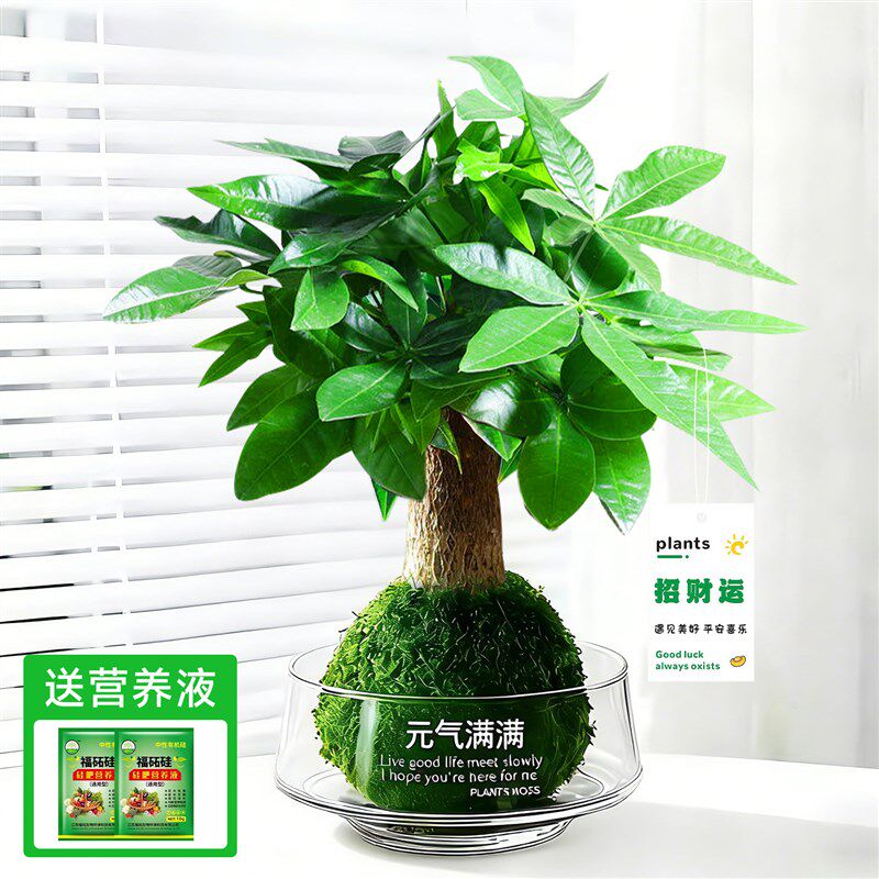 发财树小盆栽富贵竹水培绿植物茉莉花四季开花卉办公室内摆件桌面