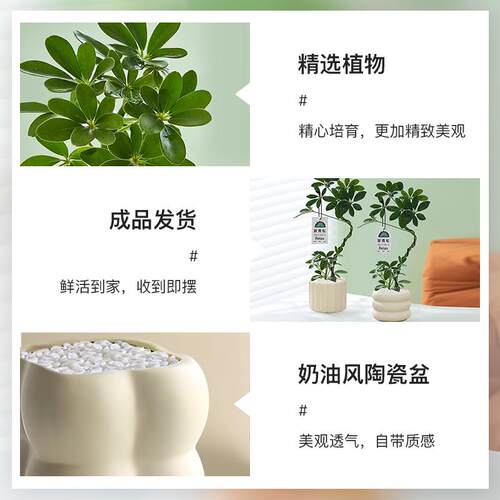 造型鸭脚木盆栽室内客厅桌面绿植七叶莲八方来财鸭掌木招财树植物