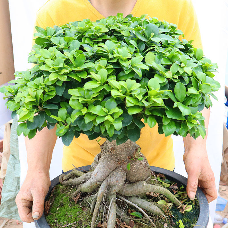 老桩小叶人参金钱榕树盆景树苗绿植室内花卉四季常青好养客厅盆栽