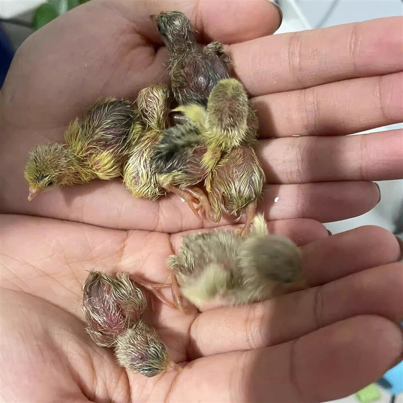 3Q宝贝科教孵蛋器迷你小型家用全自动恒温芦丁鸡鹦鹉柯尔鸭孵化器