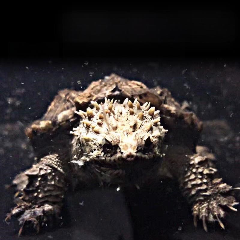 正宗原种纯佛鳄龟野后后代观赏龟爆刺鳄鱼龟幼苗纯佛鳄龟活物活体