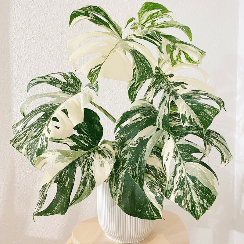 【植说生活】白锦龟背竹盆栽办公室内四季常青植物客厅阳台吸甲醛