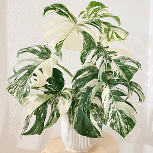 【植说生活】白锦龟背竹盆栽办公室内四季常青植物客厅阳台吸甲醛