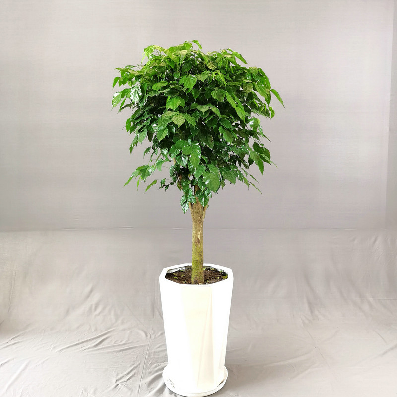 西安同城绿植幸福树绿宝大型盆栽室内吸甲醛客厅好养落地植物花卉