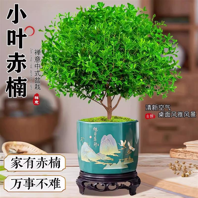 小叶赤楠老桩树苗紫檀微景观办公室四季好养金丝楠木盆栽桌面绿植