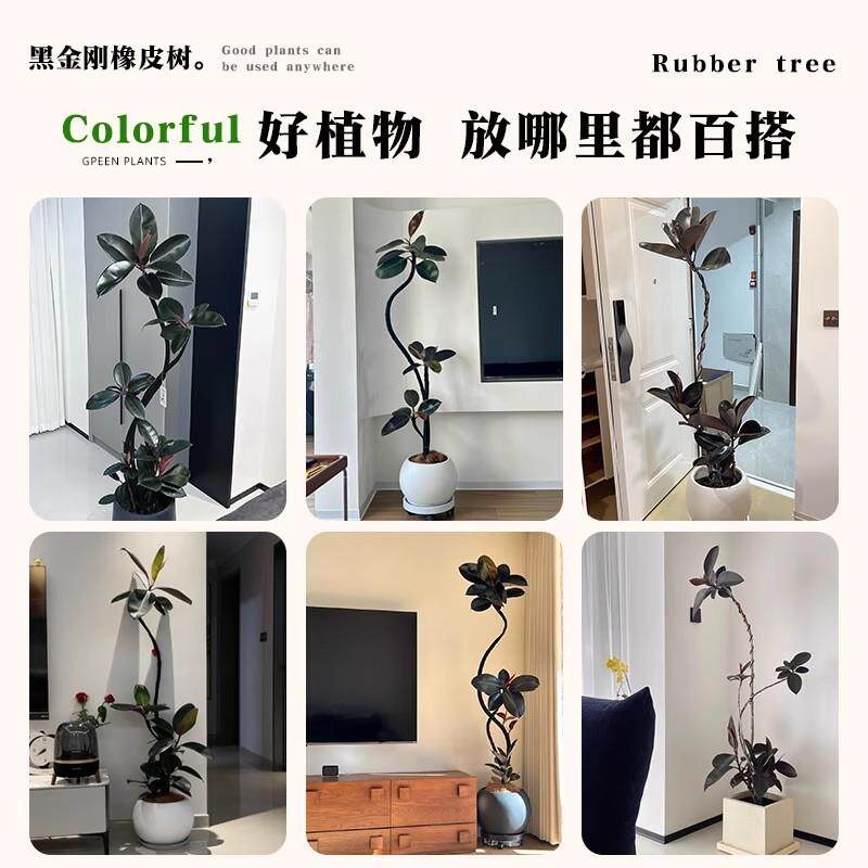 黑金刚橡皮树客厅绿植高级感大盆栽植物轻奢办公室内落地高端好养