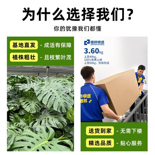 龟背竹客厅大盆栽大叶老桩植物室内大型好养落地大号禄植四季绿植
