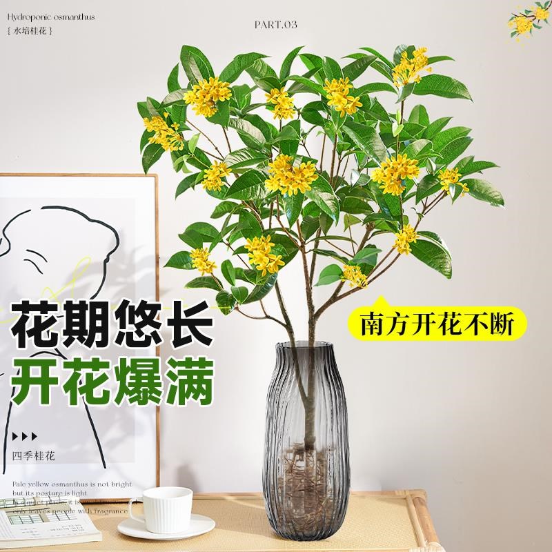 水培桂花盆栽树苗带花苞浓香室内办公室桌面水养四季桂花绿植花卉