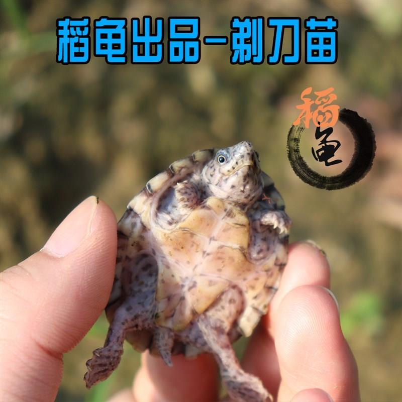 剃刀龟苗活体麝香龟苗活体冷深水龟蛋龟巨头红面乌龟宠物龟屋顶龟