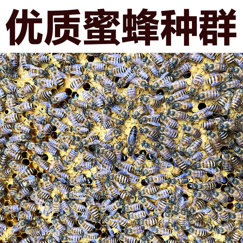中蜂蜂群广西中蜂中华种蜂养殖带箱新开产蜂王带子脾蜜蜂活群蜜蜂