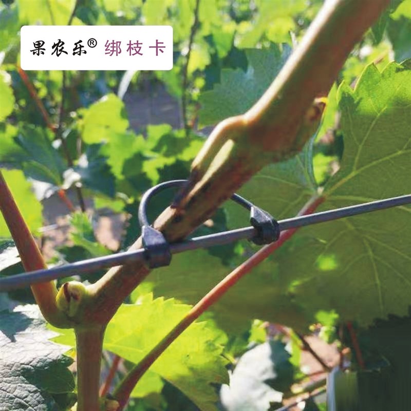 黑色葡萄绑枝卡扣葡萄钩扣扣子白色猕猴桃绑枝卡绑蔓卡枝条固定扣