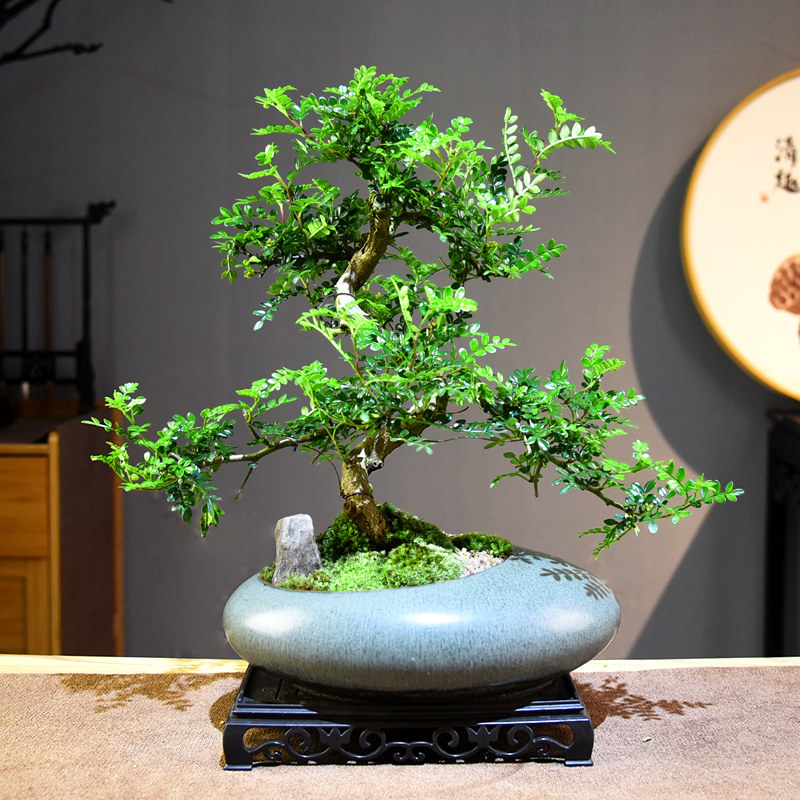 清香胡椒木盆栽绿植室内盆景植物办公室客厅桌面中式植物摆件好养