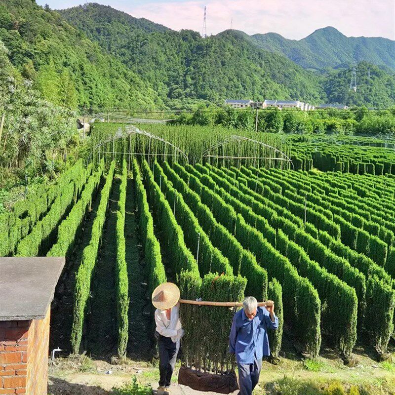 冬青树苗四季常青绿篱笆围墙庭院植物绿化别墅大叶北海道黄杨苗