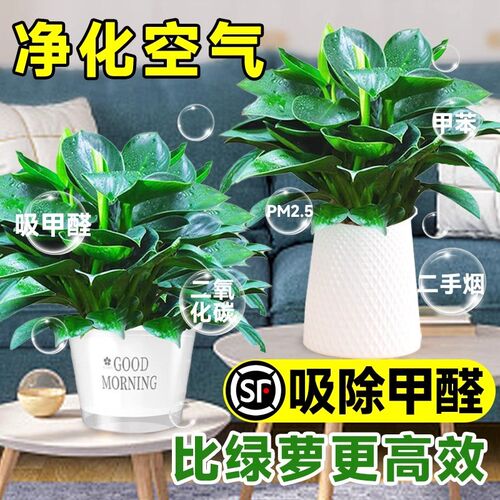 金钻盆栽大叶绿植水培植物绿萝室内空气净化好养花卉多肉客厅新房